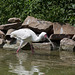 20140801 4539VRAw [D~E] Löffler (Platalea leucorodia), Gruga-Park, Essen