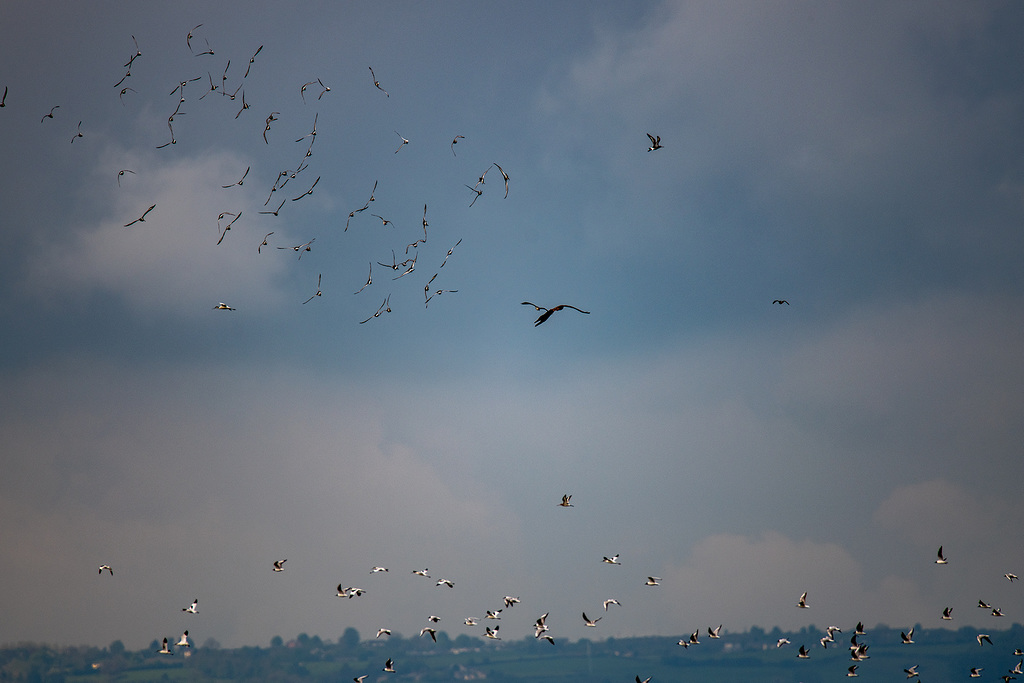 Marsh harrier