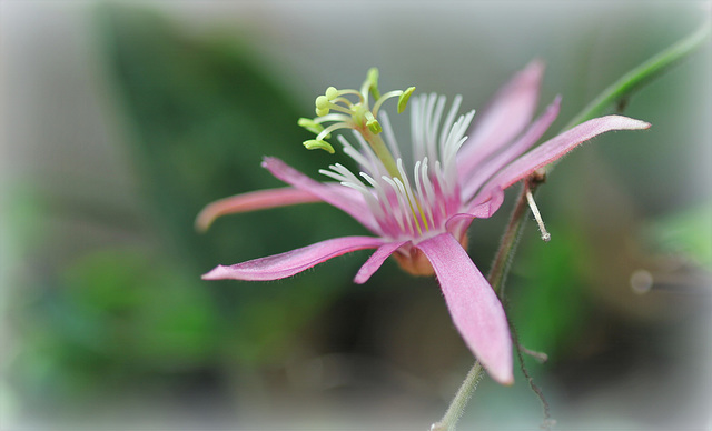 Passiflora sanguinolenta