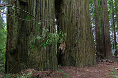 Redwoods