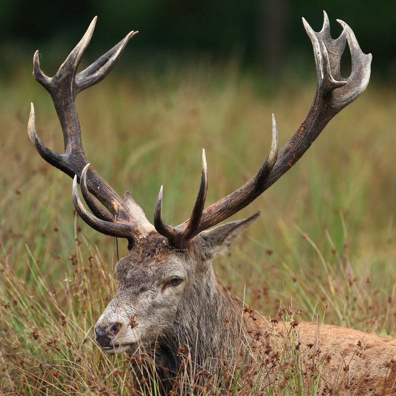 vieux cerf ravalant