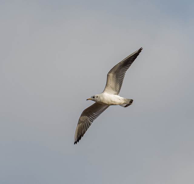 Gull in flight1 3