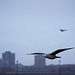 Seagull flight shots (13)