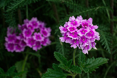 Verbena