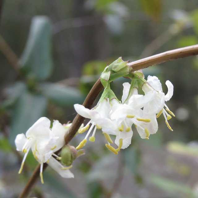 Lonicera fragrantissima