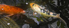 2020620 8592CPw [D~LIP] Koi, Bad Salzuflen