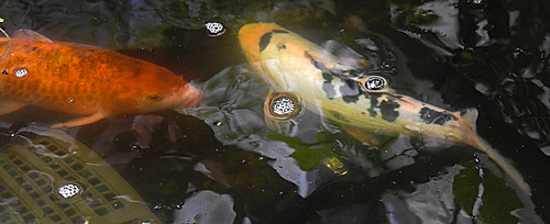 2020620 8592CPw [D~LIP] Koi, Bad Salzuflen