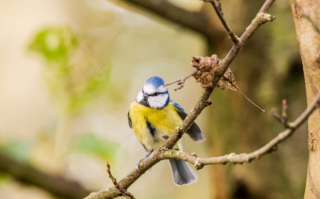 blue tit