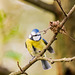 blue tit