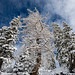 Trees towards the sky
