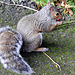 Grey Squirrel.