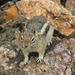 Golden mantled ground squirrel