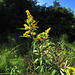 Towpath Flowers.