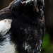 Juvenile Magpie With Attitude