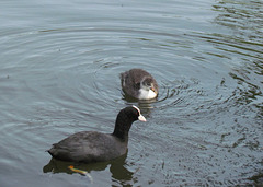 Coot and chick, West Park, Wolverhampton