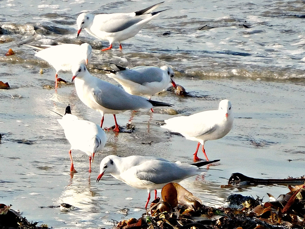 y a du monde à la cantine de la mer