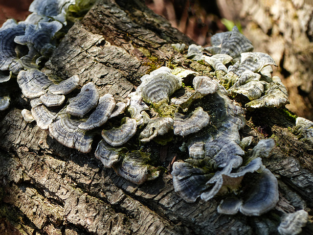 Fungus, Pt Pelee, Ontario