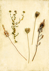 seeds 2