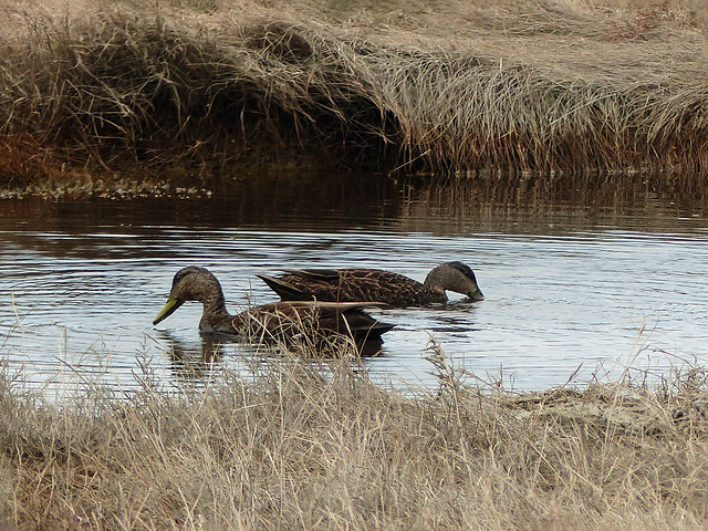 Day 8, American Black Ducks, Quebec