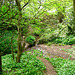 Two tributaries of Penn Brook meet in Ashen Coppice