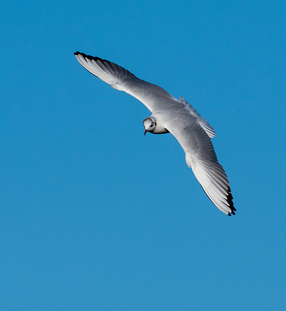 Gull in flight3