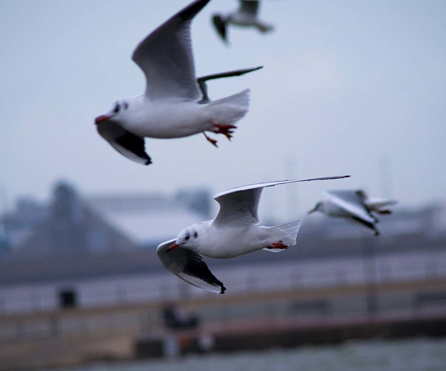 Seagull flight shots (14)