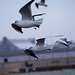 Seagull flight shots (14)