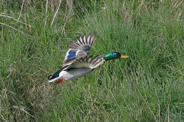 Mallard   /   April 2019