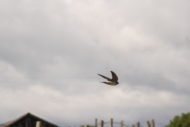 House Martin