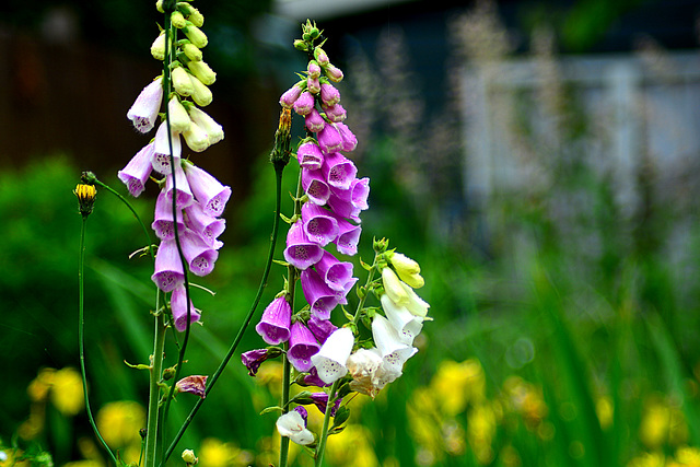 Fox gloves