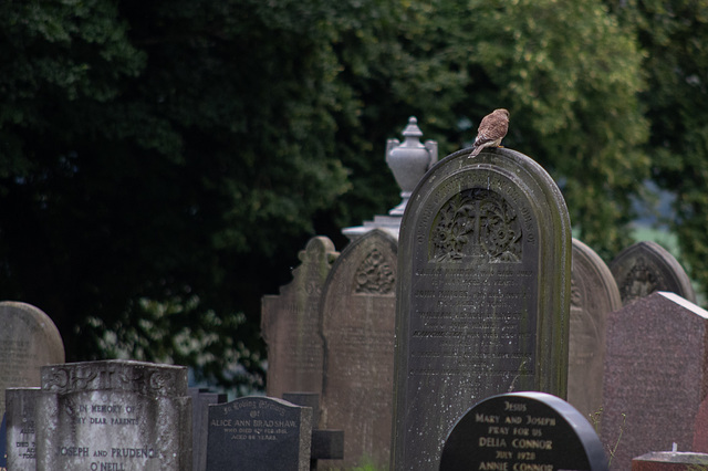 Kestrel at the Cemetery