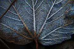 Frosty Leaves