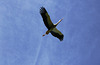 Stork wings outstretched