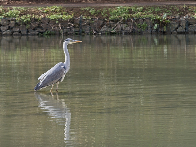 Grey Heron (+PiP)