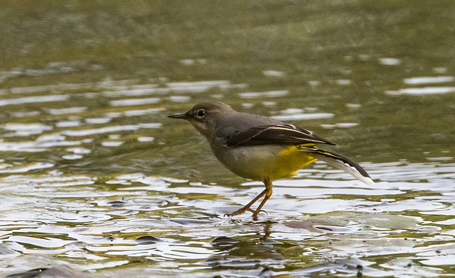 Grey wagtail