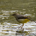 Grey wagtail