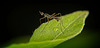 Die Stelzenfliege (Micropezidae) stolzierte ganz stolz vor mir :)) The stilt fly (Micropezidae) strutted proudly in front of me :)) La mouche échasse (Micropezidae) se pavanait fièrement devant moi :))