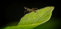 Die Stelzenfliege (Micropezidae) stolzierte ganz stolz vor mir :)) The stilt fly (Micropezidae) strutted proudly in front of me :)) La mouche échasse (Micropezidae) se pavanait fièrement devant moi :))