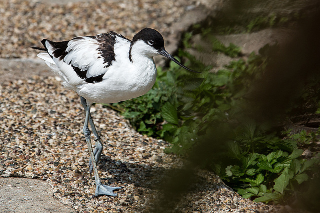 20140801 4541VRAw [D~E] Säbelschnäbler (Recurvirostra avosetta), Gruga-Park, Essen