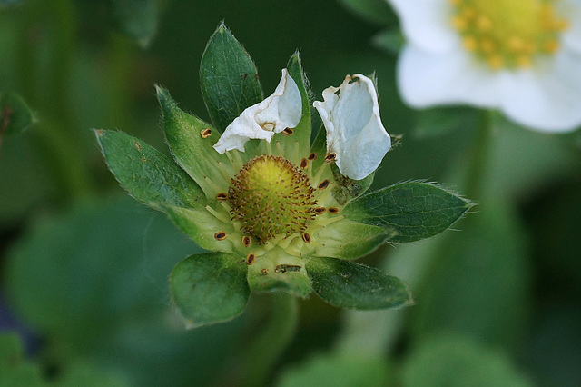 Strawberry Blossoms