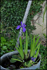 Iris laevigata