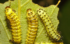 IMG 8470caterpillar