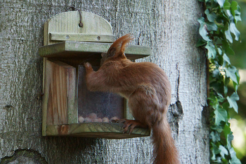 Eichhörnchen (Sciurus vulgaris)