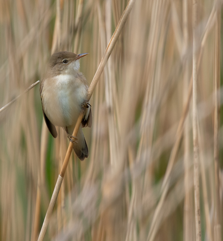 Reed warbler