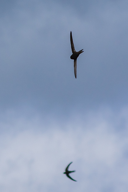 Swifts