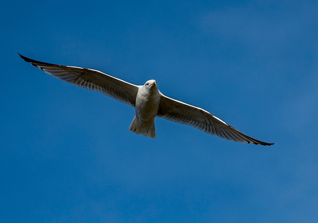 Gull in flight4