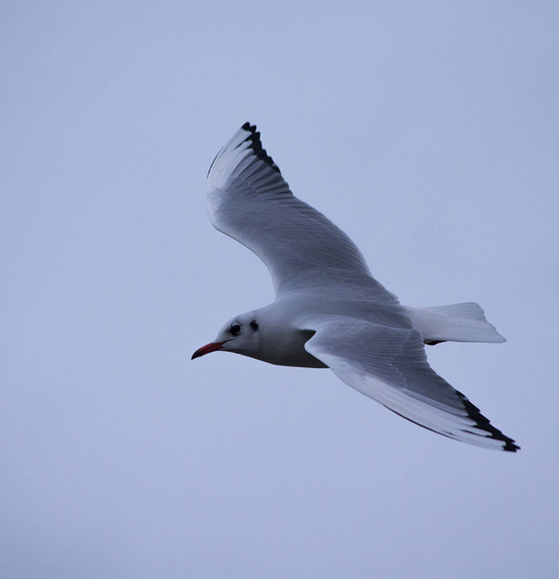 Seagull flight shots (15)