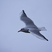 Seagull flight shots (15)