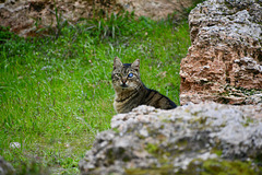 Athens 2020 – Ancient Agora of Athens – Cat with damaged eye