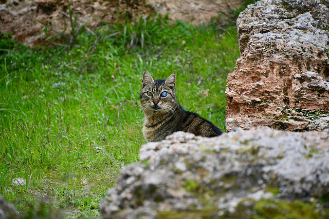 Athens 2020 – Ancient Agora of Athens – Cat with damaged eye